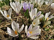 74 Crocus vernus bianchi e violetti